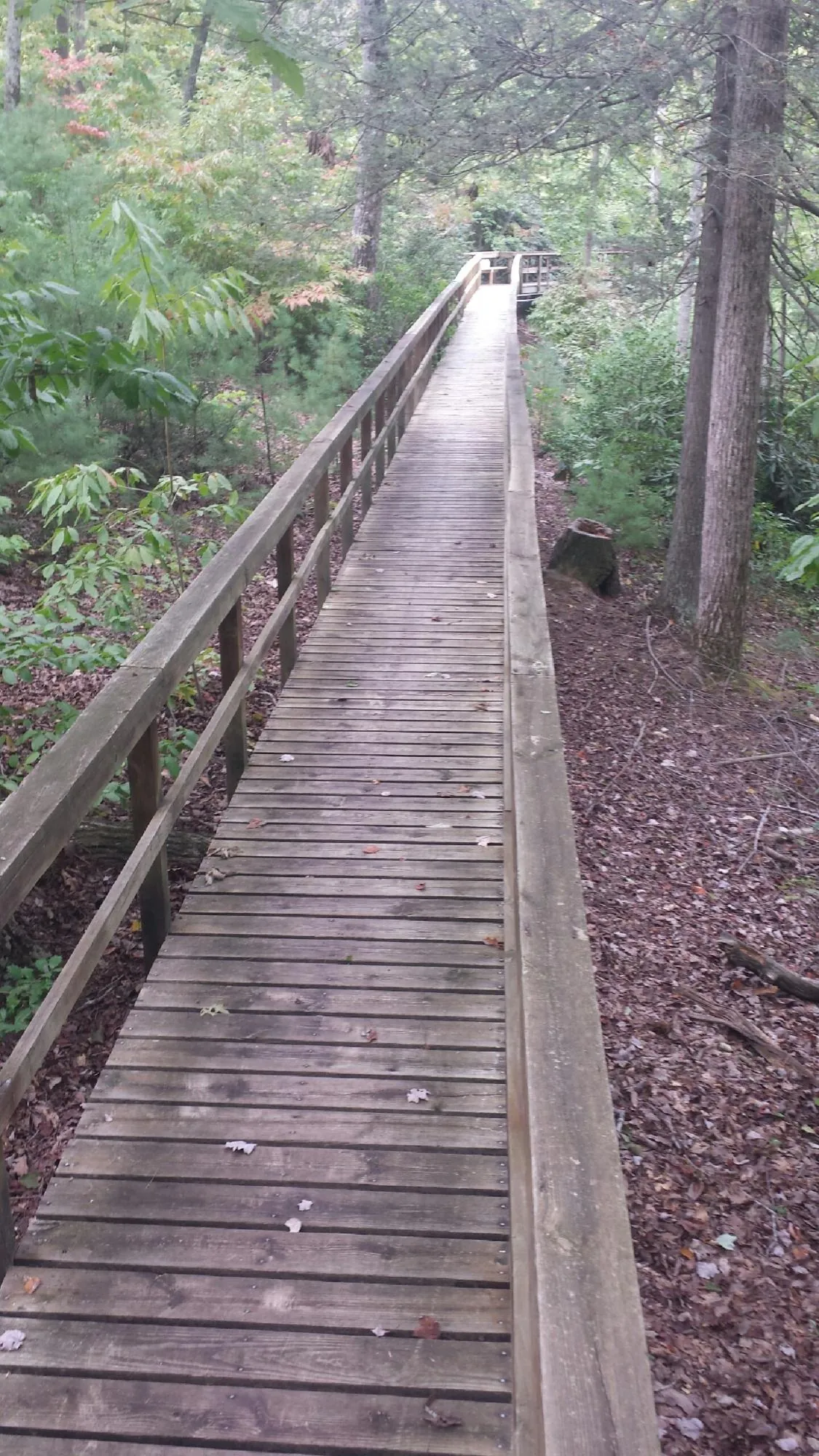 Long wood walkway with handrails built through the woods in Florence